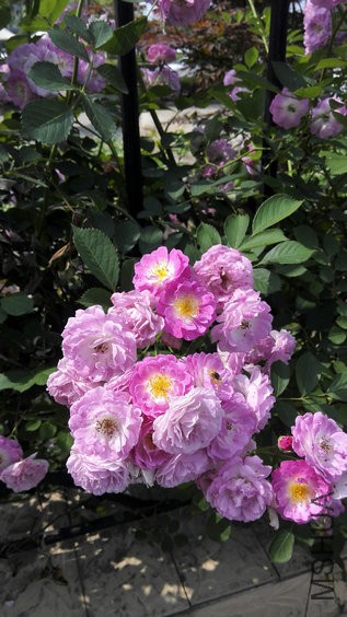IMG_20150506_142634.jpg