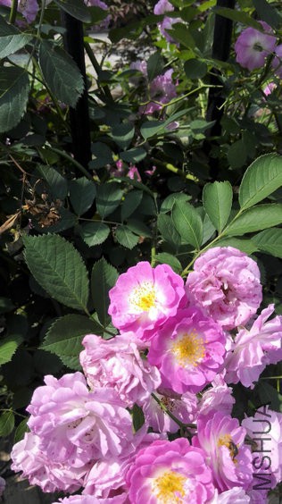 IMG_20150506_142704.jpg