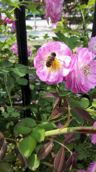 IMG_20150506_142755.jpg