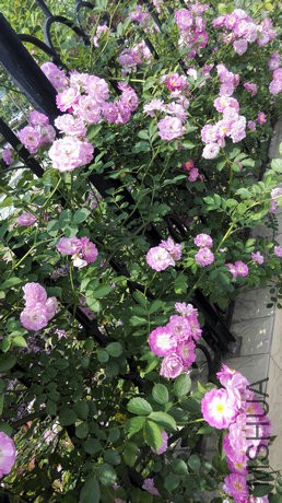 IMG_20150506_142739.jpg