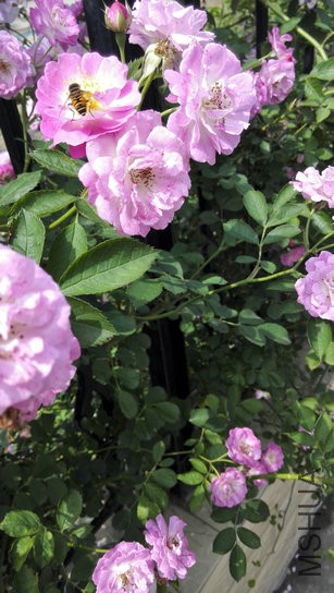 IMG_20150506_142807.jpg