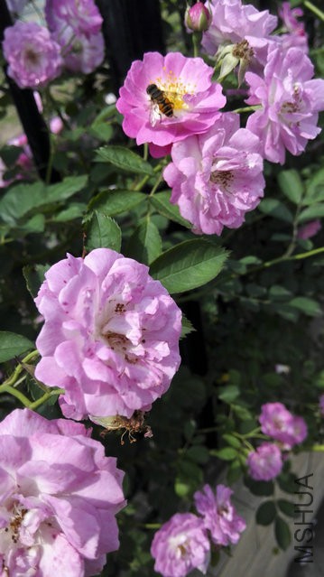 IMG_20150506_142808.jpg
