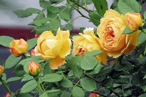 IMG_3170.JPG
