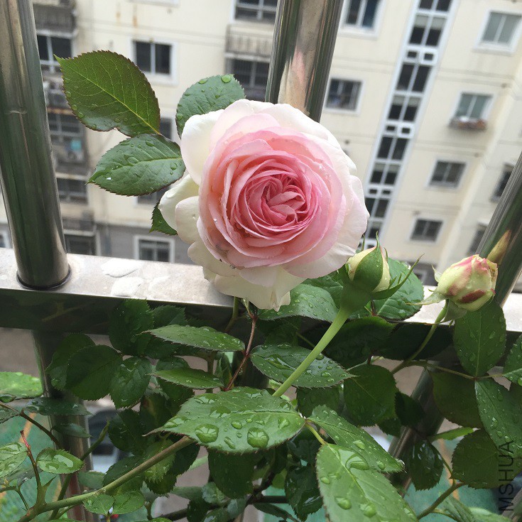 IMG_0831.jpg