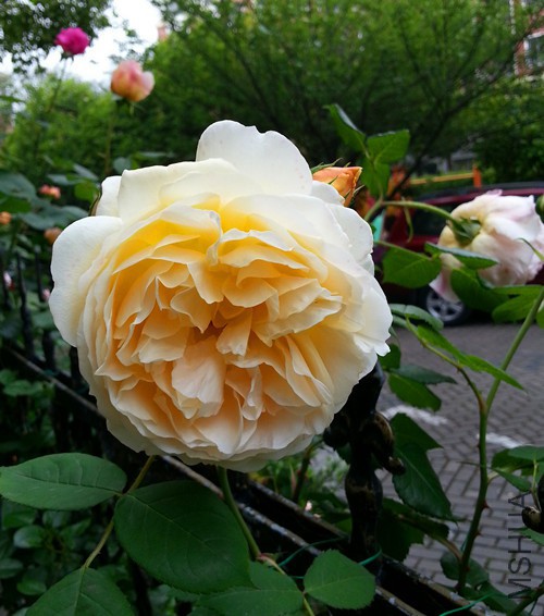 ��Ц��³����20150504B.jpg