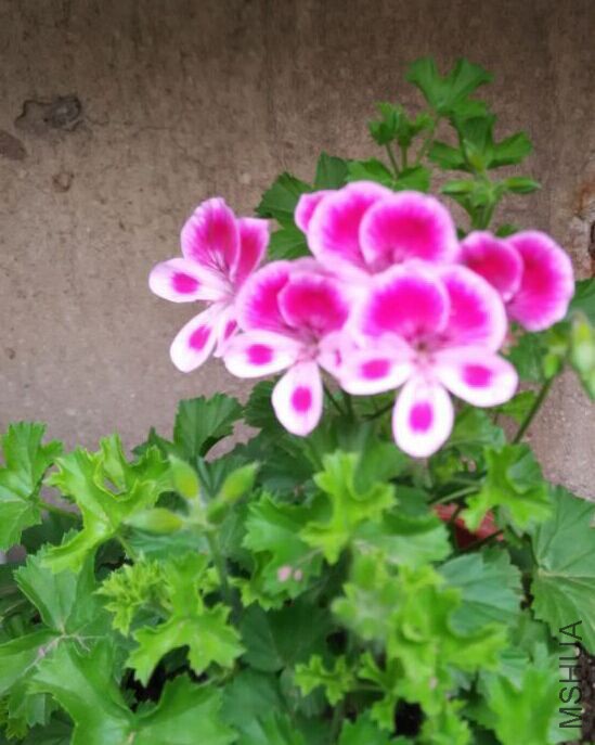 QQͼƬ20150507152452.jpg