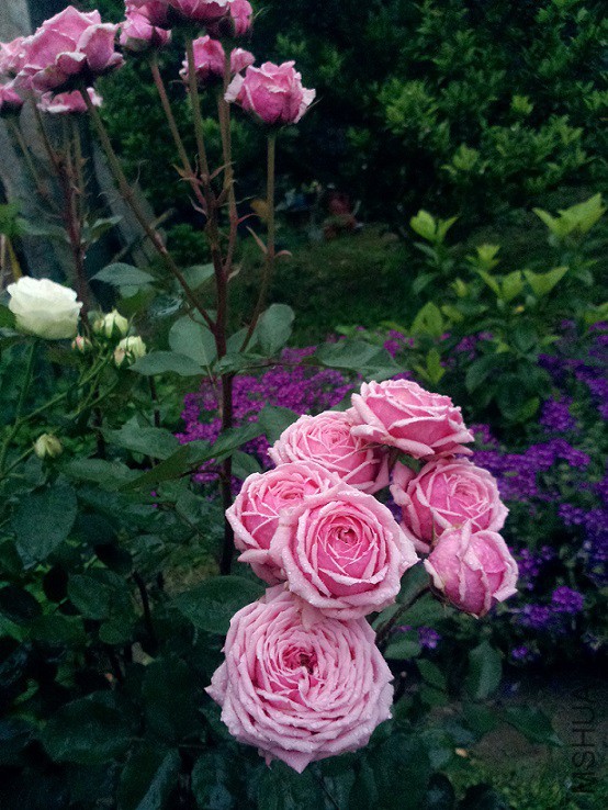 �ᰮ
