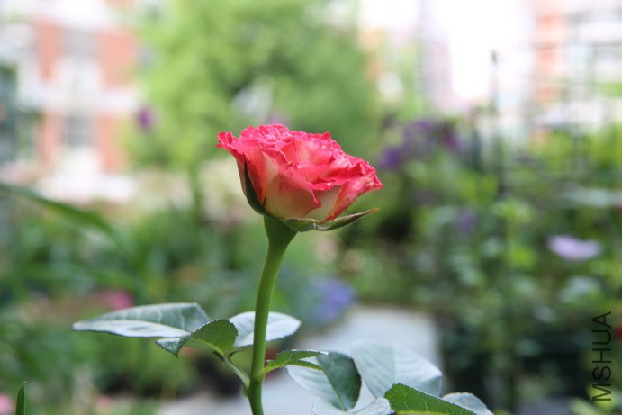 IMG_0501_������С.JPG