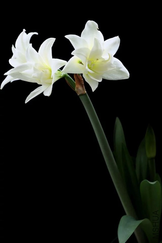 psb (10).jpg