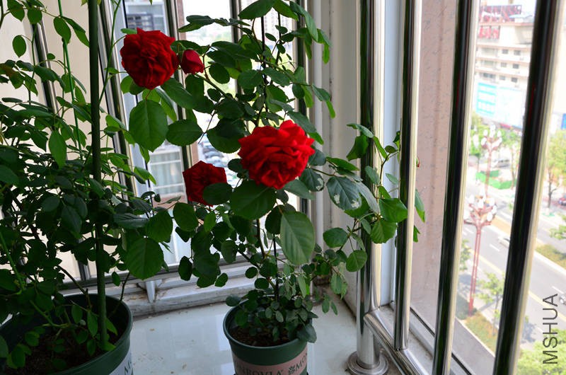 DSC_0360_����.jpg