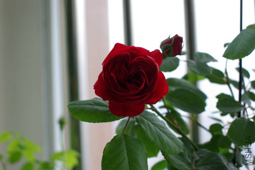 IMGP8079_����.jpg