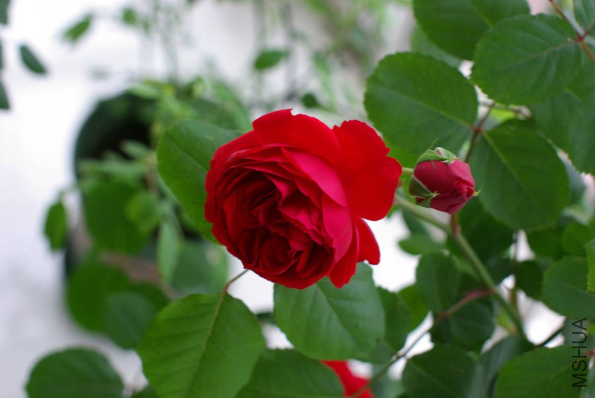 IMGP8081_����.jpg