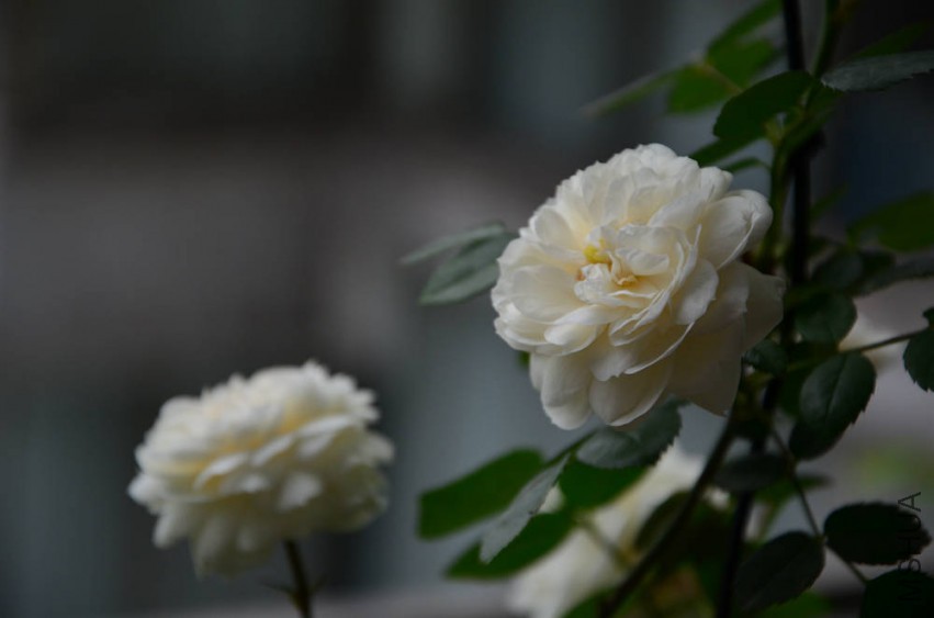 DSC_0323_����.jpg