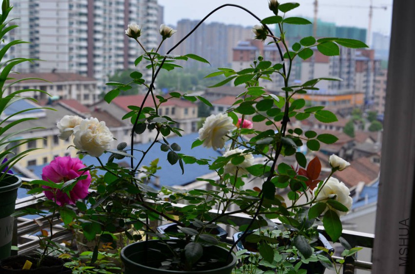 DSC_0321_����.jpg