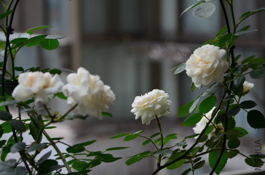 DSC_0320_����.jpg