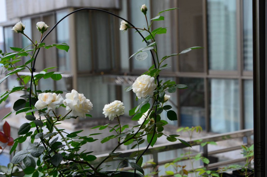 DSC_0319_����.jpg