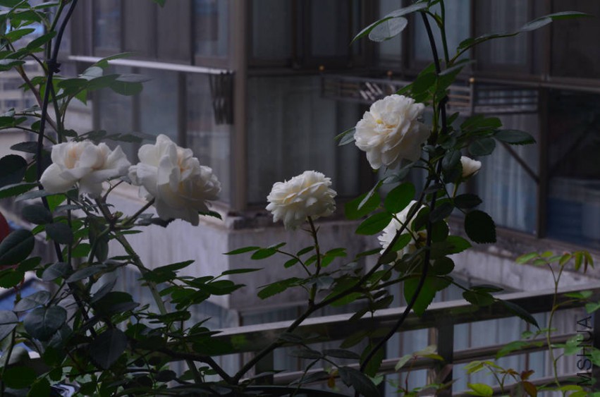 DSC_0313_����.jpg