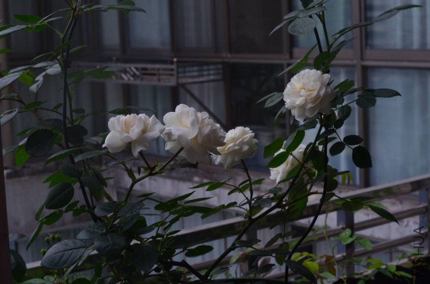 DSC_0312_����.jpg