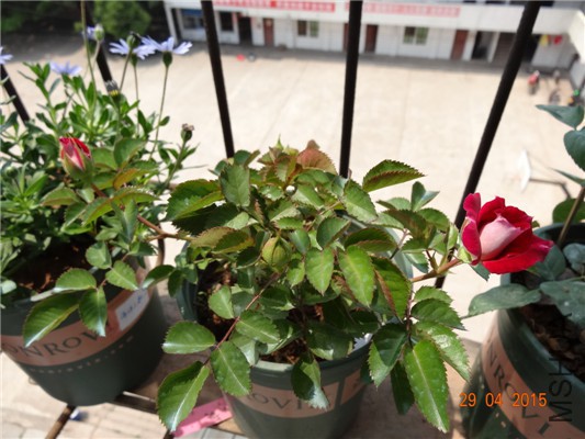 DSC08709.jpg