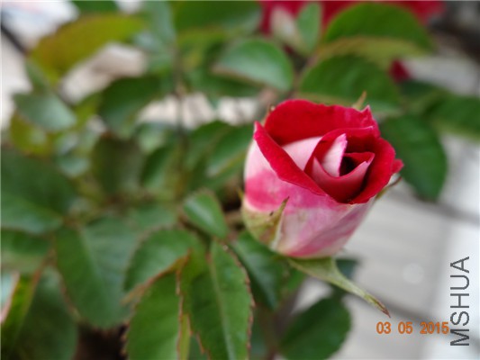 DSC09007.jpg