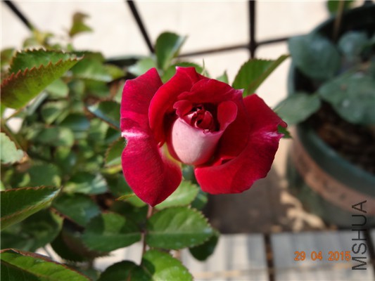 DSC08710.jpg