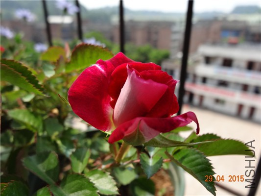 DSC08711.jpg