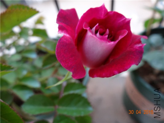 DSC08713.jpg