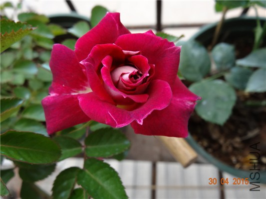 DSC08726.jpg