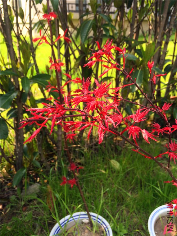 2015-03-29 133538.jpg