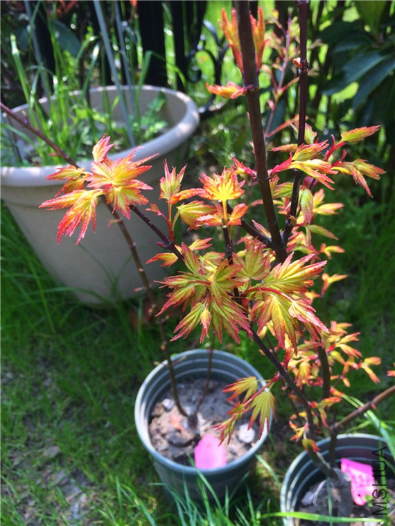 2015-03-29 133522.jpg