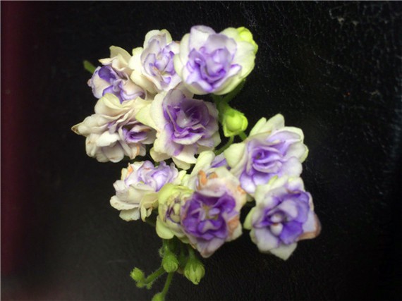 2015-03-29 150302.jpg