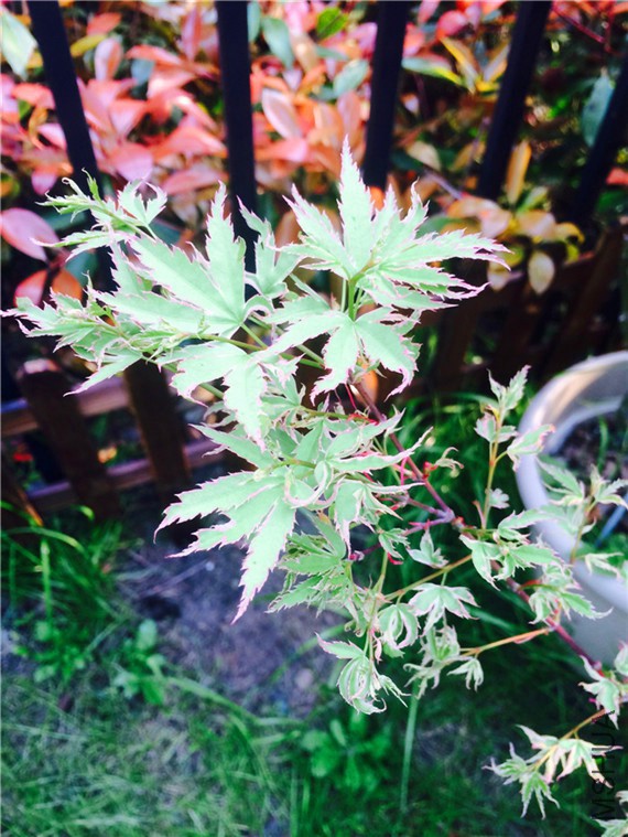 2015-04-10 171104.jpg