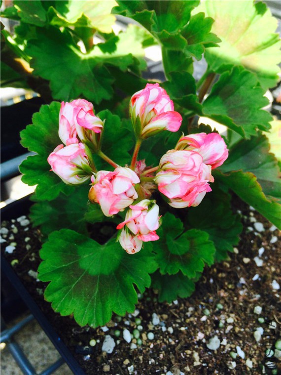 2015-04-12 135043.jpg