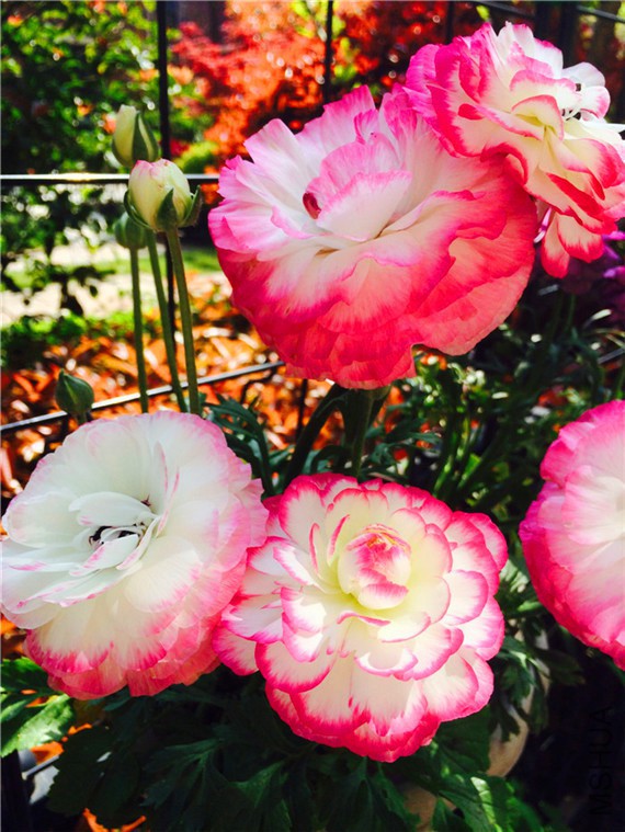 2015-04-12 135329.jpg