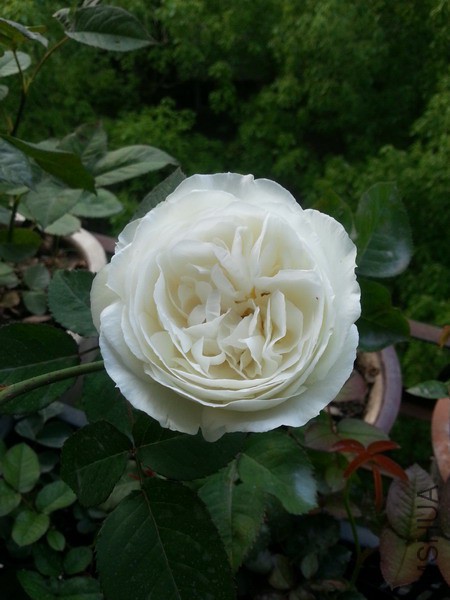 20150506_065535_��С��С.jpg