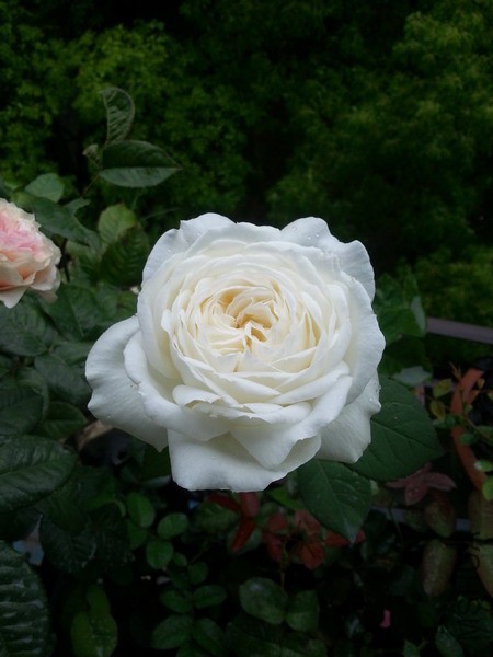 20150508_082020_��С��С.jpg