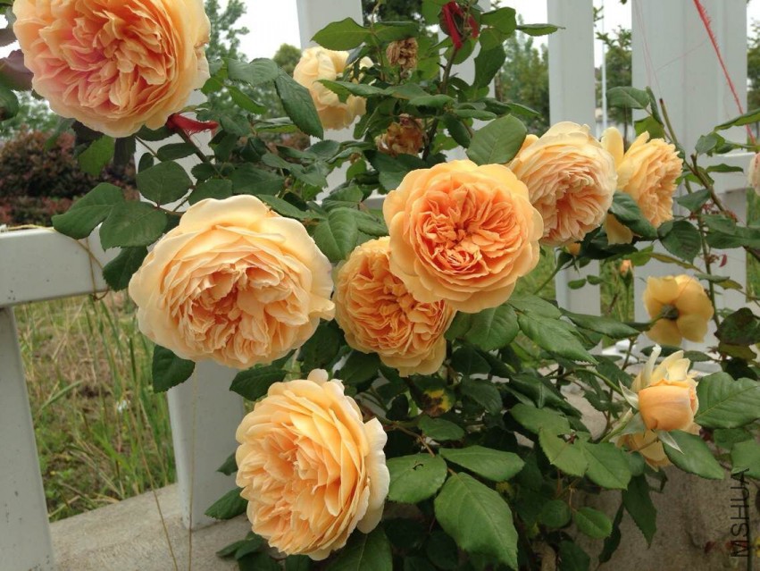 QQͼƬ20150508008.jpg