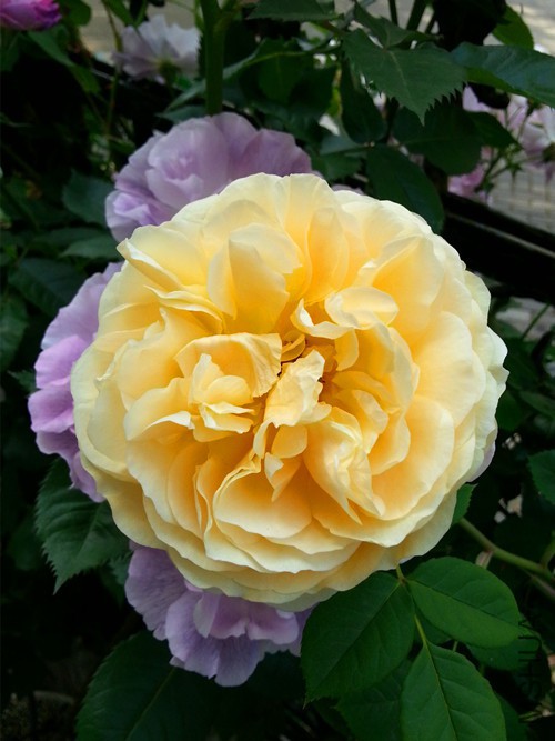 ��Ц��³����20150507.jpg
