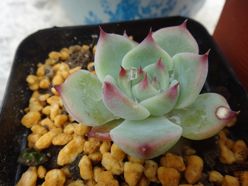 DSC02870_����.jpg