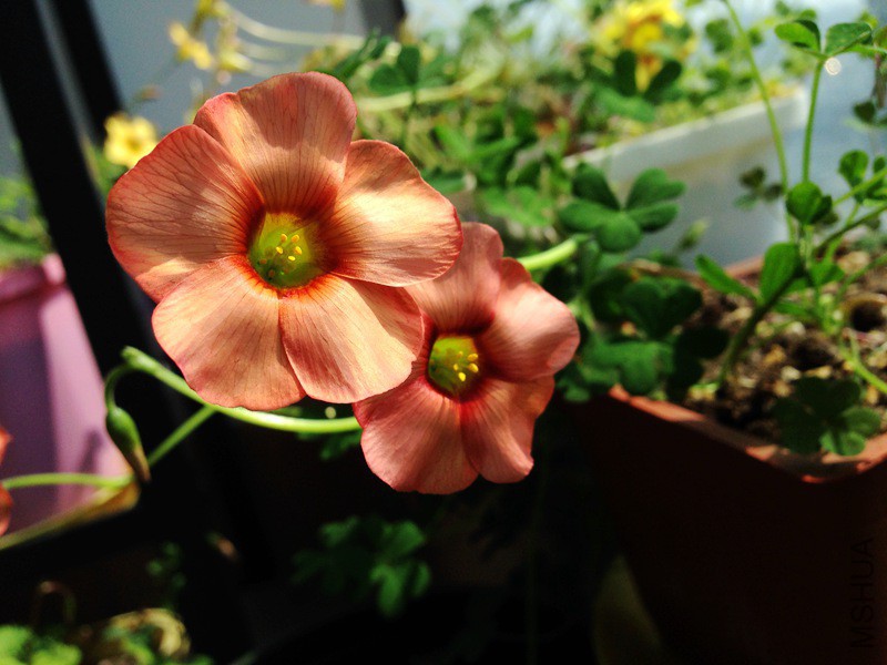 spring charm orange.jpg