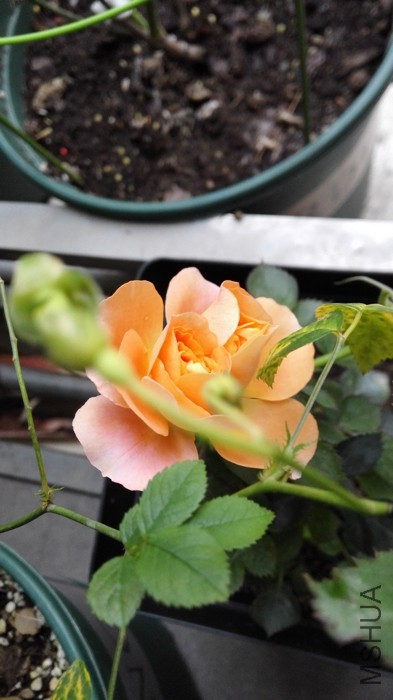 IMG_20150506_182840.jpg