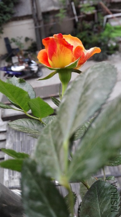 IMG_20150506_183253.jpg