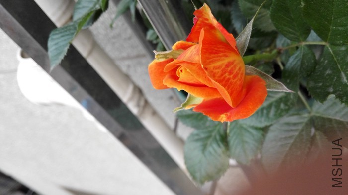IMG_20150506_183341.jpg