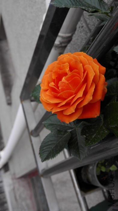 IMG_20150507_180957.jpg