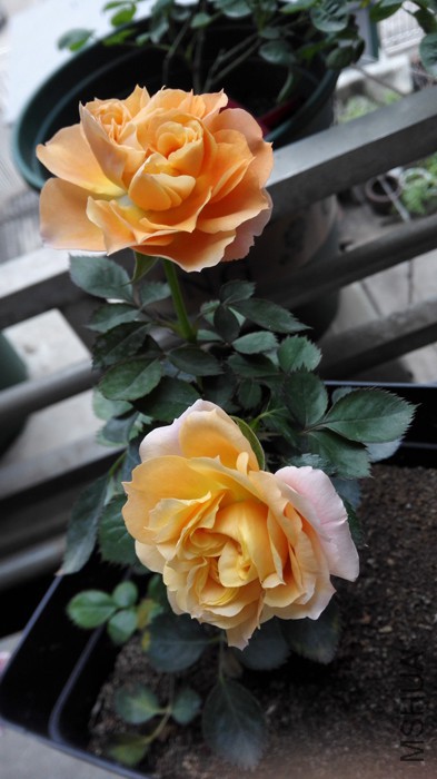 IMG_20150508_091758.jpg