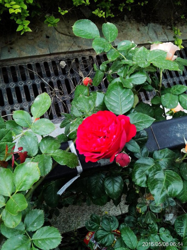 C360_2015-05-08-06-44-23-240.jpg