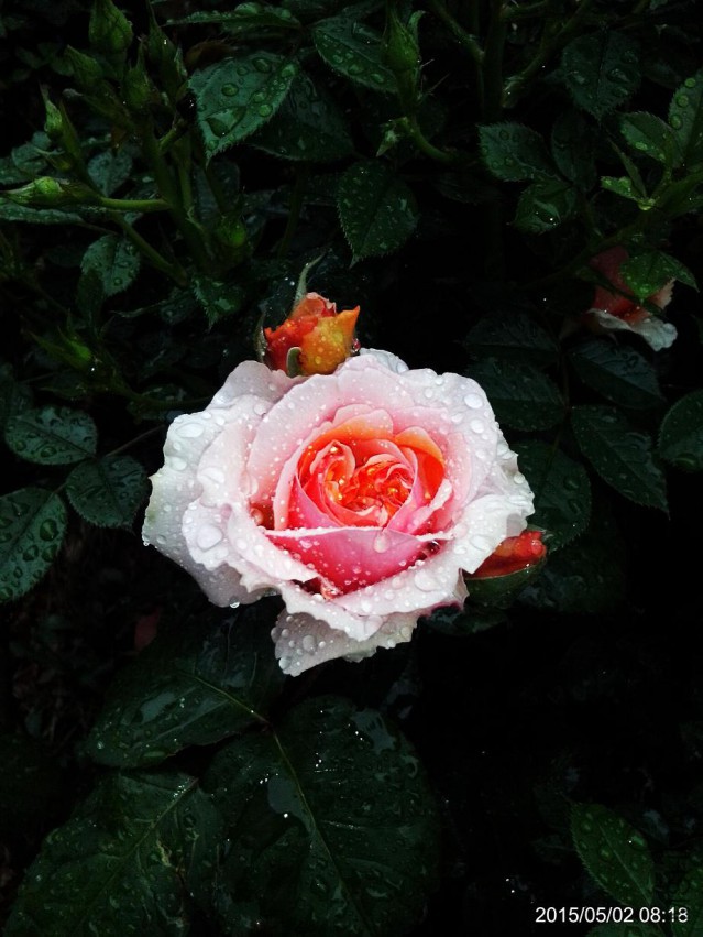 C360_2015-05-02-08-18-13-178.jpg
