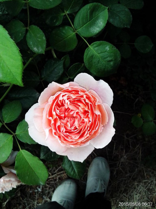 C360_2015-05-08-06-37-49-464.jpg