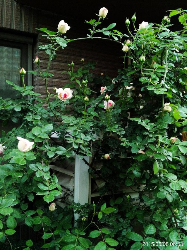 C360_2015-05-08-06-38-18-500.jpg