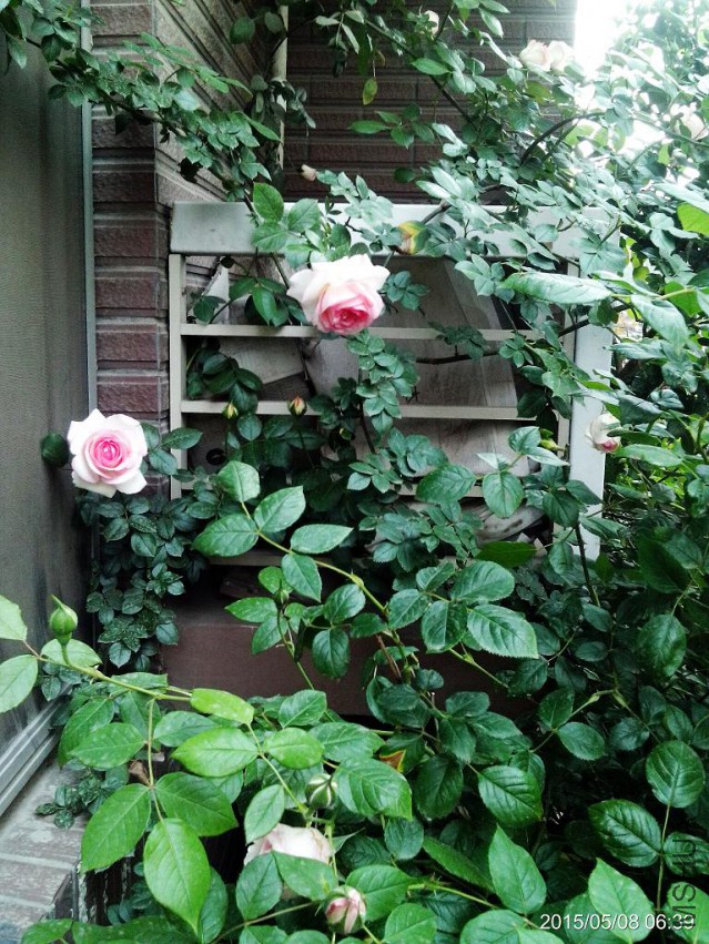 C360_2015-05-08-06-39-30-933.jpg